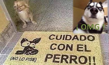 ¿Sabes cuales perros son los más agresivos?… ¡Te vas a sorprender!