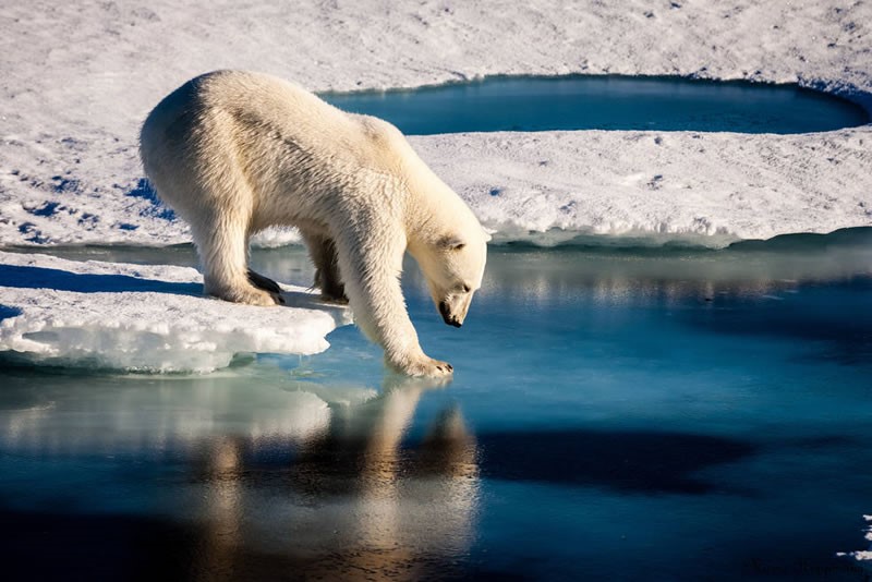 Imagen: Los osos polares están entre los animales más afectados por la disminución del hielo marino ártico debido a que sus actividades esenciales, como cazar, viajar y la cría las realiza sobre esta superficie.