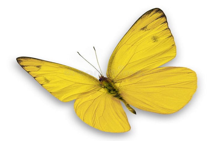 Mariposas amarillas significado
