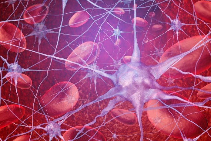 Neuron Blood Circulation