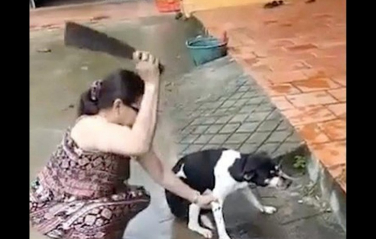 Acto de crueldad, mujer le cortó la pata a su mascota