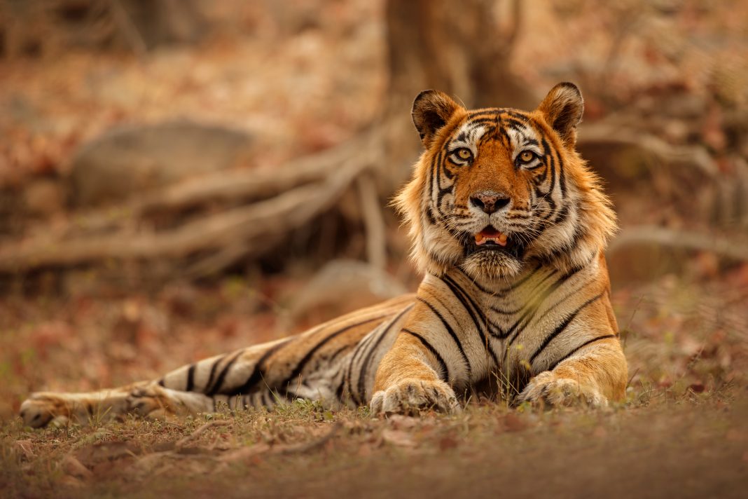 Royal bengal tiger in the nature habitat. Tiger pose during amazing light. Wildlife scene with danger animal. Hot summer in India. Dry area with beautiful indian tiger. Panthera tigris tigris.