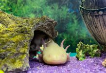 Axolotl, Ajolote, en peligro de extinción