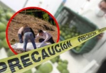 Asesinan a otro empresario citrícola en México: el crimen se adueña del campo y el gobierno calla