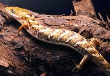 lagartija caimán
