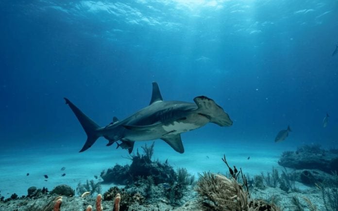 Cristina Mittermeier y Paul Nicklen