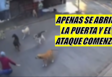 10 perros atacan a abuelita en Morelos