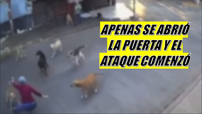 10 perros atacan a abuelita en Morelos