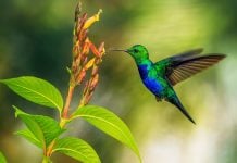 Profepa pide no comprar amuletos de colibríes este 14 de febrero