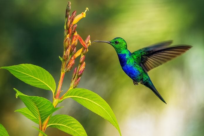 Profepa pide no comprar amuletos de colibríes este 14 de febrero