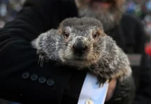 La marmota Phil
