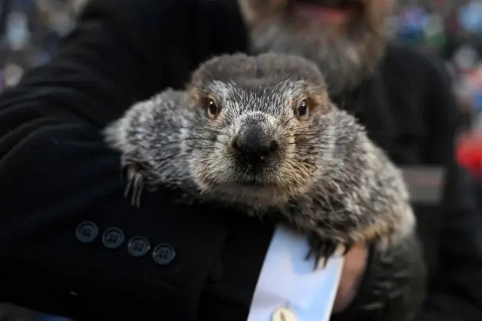 La marmota Phil