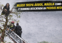 Rescatan a mujer que maullaba arriba de un árbol Rescatan a mujer que maullaba arriba de un árbol