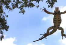 Lluvia de iguanas en Florida