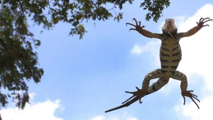 Lluvia de iguanas en Florida