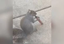 Las ardillas de Londres se hicieron adictas al vape, advierten especialistas