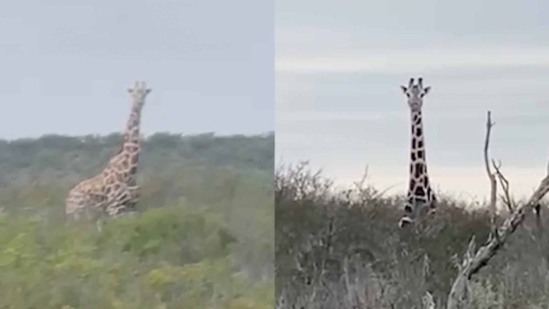 Encuentran jirafas en la frontera de Coahuila; confirman que salieron de un rancho en Nuevo León