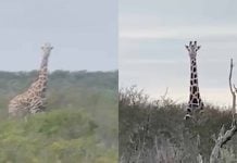 Encuentran jirafas en la frontera de Coahuila; confirman que salieron de un rancho en Nuevo León