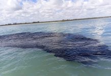 Derrame de petróleo en el Golfo de México: ¿Qué riesgos hay para la salud por nadar en mar contaminado?