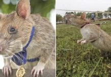 Ratinho, la rata que detecta minas, se retira y recibe medalla en Camboya Ratinho, la rata que detecta minas, se retira y recibe medalla en Camboya