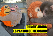 ¡Llegaron los ‘conchanguitos’! un pan en homenaje al querido ‘Punch’ conchanguitos