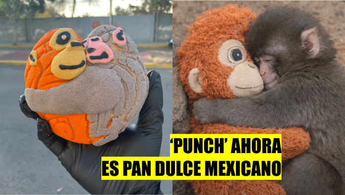 conchanguitos conchanguitos