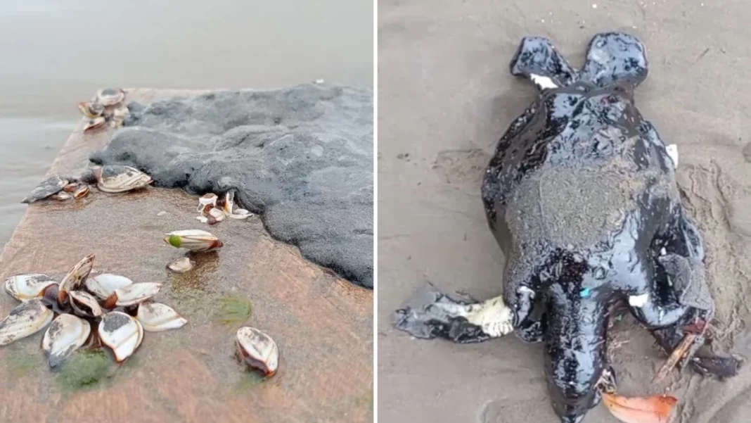 Greenpeace sostiene denuncias sobre derrame en el Golfo de México