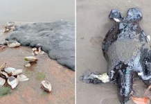 Greenpeace sostiene denuncias sobre derrame en el Golfo de México