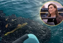 Nahle niega muerte de fauna marina por derrame; pescadores, ambientalistas y Greenpeace la contradicen