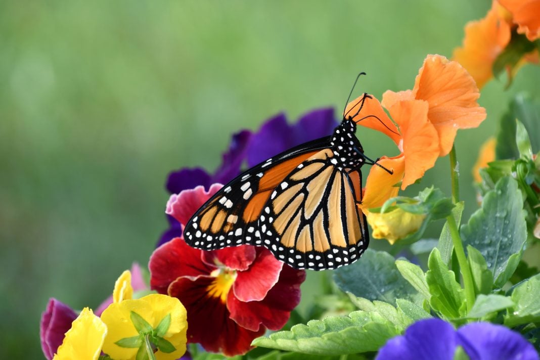 Aumenta 64% la presencia de mariposa monarca en bosques de hibernación en México