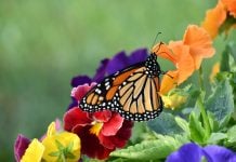Aumenta 64% la presencia de mariposa monarca en bosques de hibernación en México