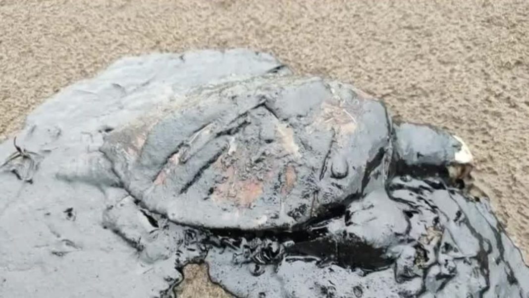 Veracruz ya resiente el derrame: chapopote invade playas y reportan animales muertos