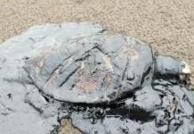 Veracruz ya resiente el derrame: chapopote invade playas y reportan animales muertos Veracruz ya resiente el derrame: chapopote invade playas y reportan animales muertos