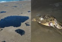 Marina atribuye el derrame a un buque; niega daño ambiental severo en fauna