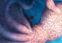 Hallan al verdadero Kraken: un pulpo carnívoro del Cretácico de hasta 19 metros