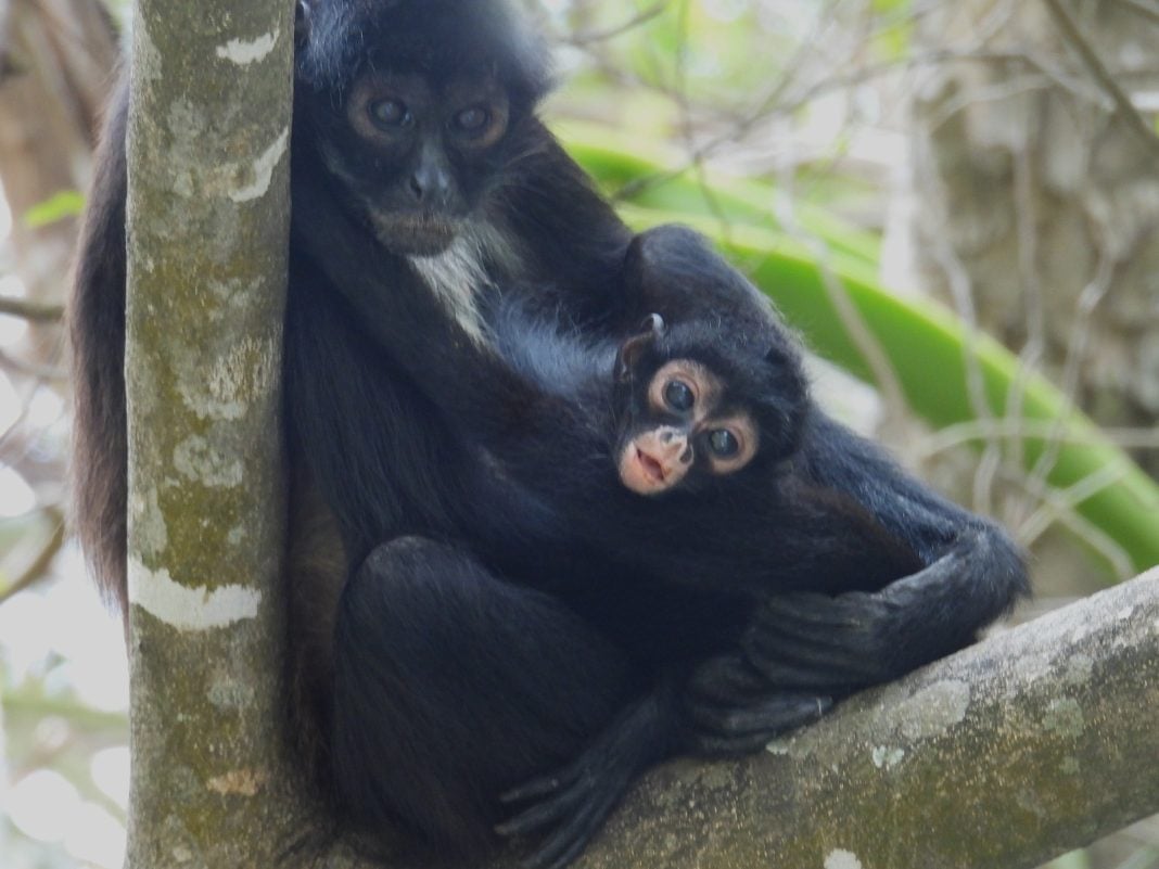 Vuelve la vida al Cañón del Sumidero: nace tercera cría de mono araña tras 30 años sin la especie