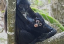 Vuelve la vida al Cañón del Sumidero: nace tercera cría de mono araña tras 30 años sin la especie