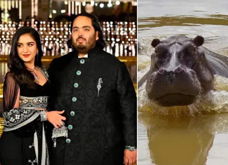 Hijo de multimillonario indio ofrece llevarse a 80 hipopótamos de Escobar para evitar su sacrificio