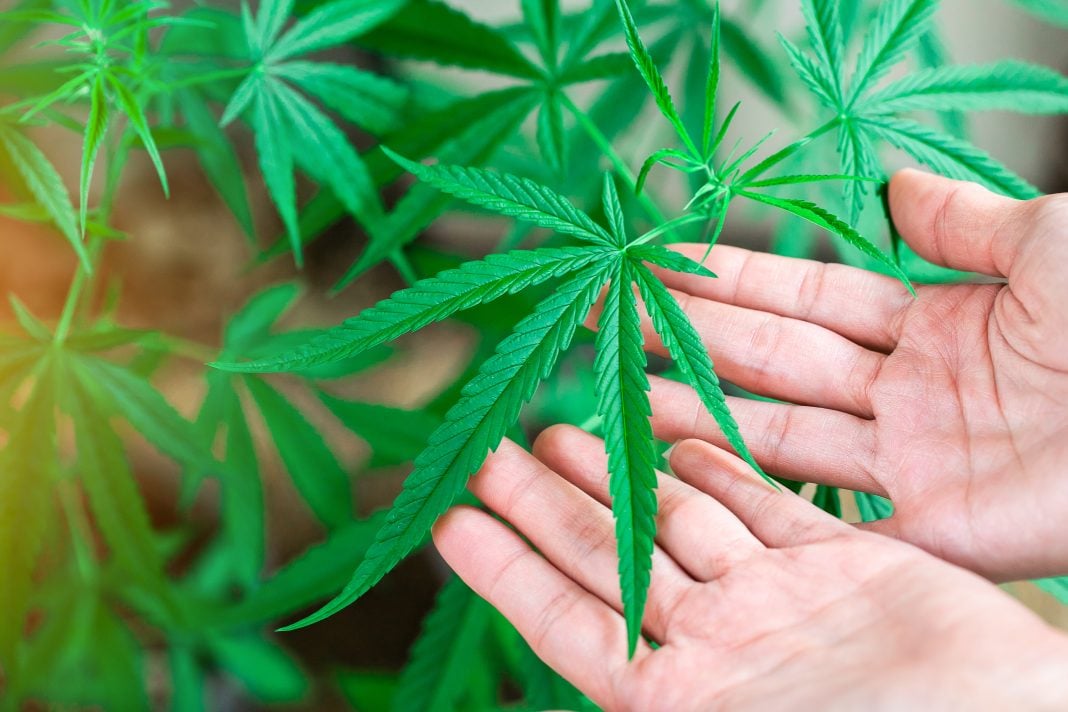 Trump reclasifica la marihuana como droga menos peligrosa en EU