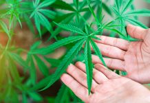 Trump reclasifica la marihuana como droga menos peligrosa en EU