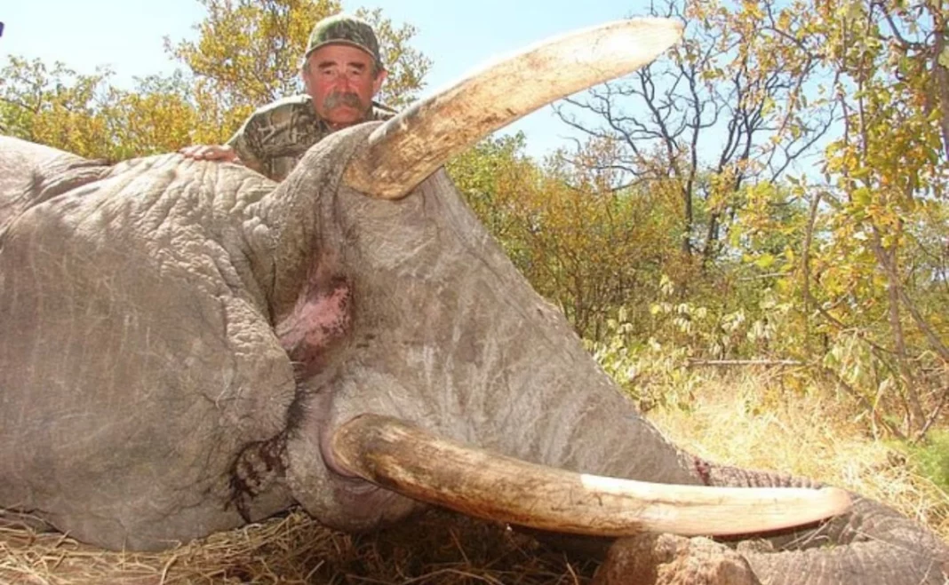 ¡Justicia! Elefantas matan a cazador en Gabón al proteger a una cría durante expedición