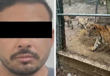 Cae operador de “El Señor de los Buques” en Nuevo León; aseguran armas, droga y 7 tigres