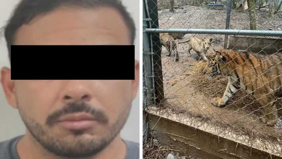 operativo-detuvieron-jose-antonio-recuperaron Cae operador de “El Señor de los Buques” en Nuevo León; aseguran armas, droga y 7 tigres