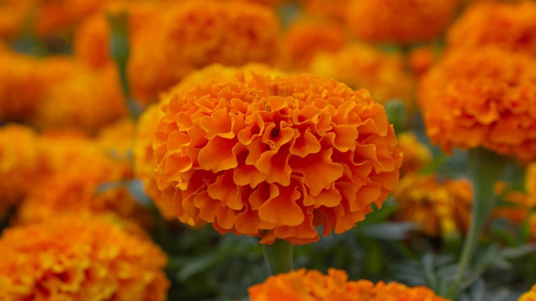Cómo conservar el cempasúchil en maceta y florero