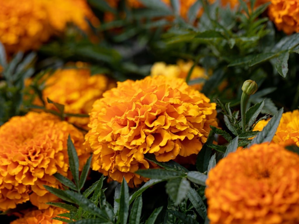 Cómo conservar el cempasúchil en maceta y florero